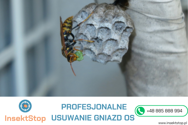 Osy i szerszenie w ogrodzie – zagrożenia, których nie warto lekceważyć