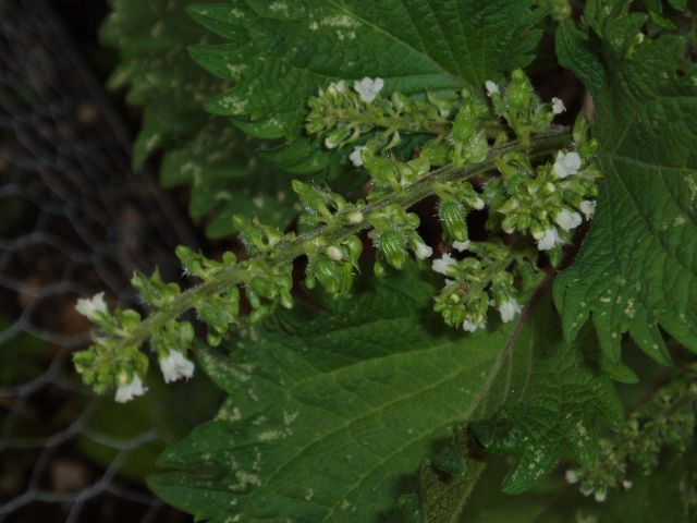 Shiso, czyli pachnotka zwyczajna