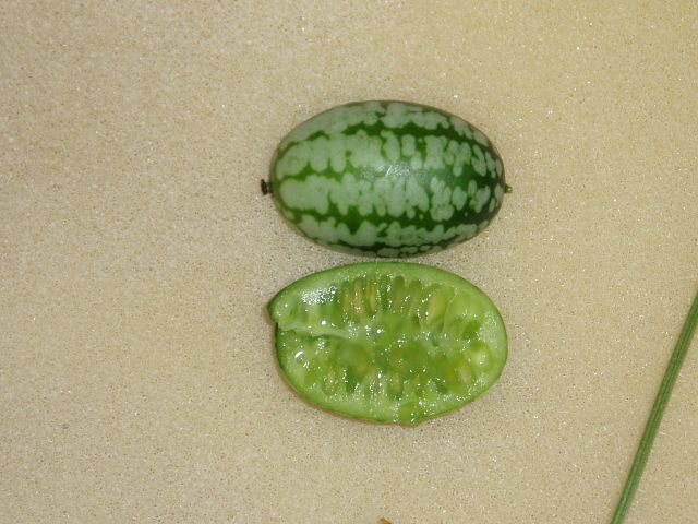 Ogórek meksykański, czyli cucamelon 