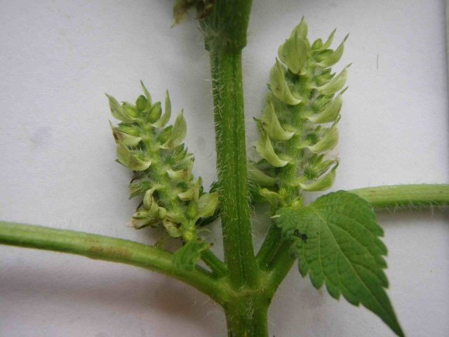 Shiso, czyli pachnotka zwyczajna