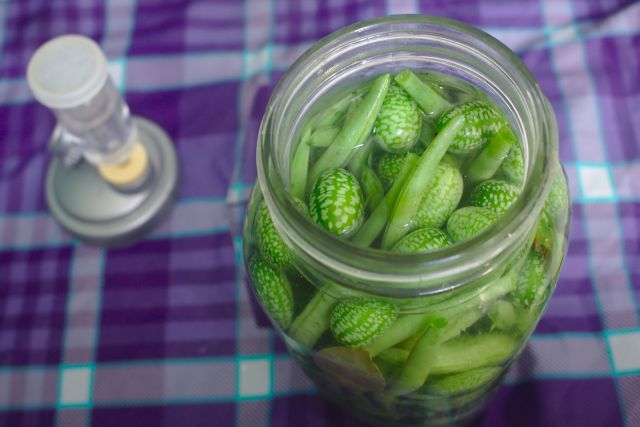 Ogórek meksykański, czyli cucamelon 