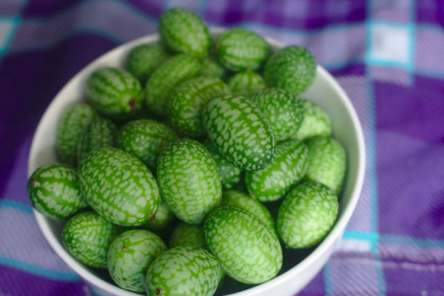 Ogórek meksykański, czyli cucamelon 