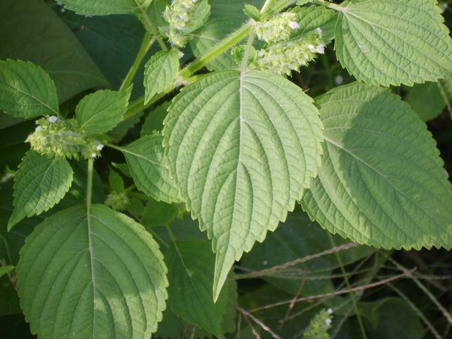 Shiso, czyli pachnotka zwyczajna