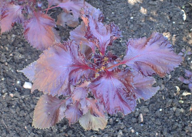 Shiso, czyli pachnotka zwyczajna