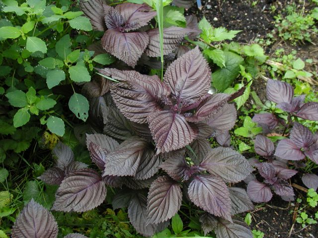 Shiso, czyli pachnotka zwyczajna