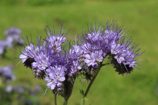 Facelia błękitna