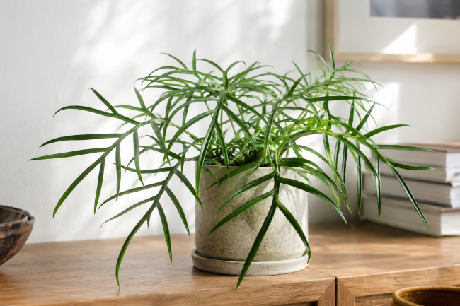 Rośliny egzotyczne w domu - Filodendron tortum - Philodendron tortum