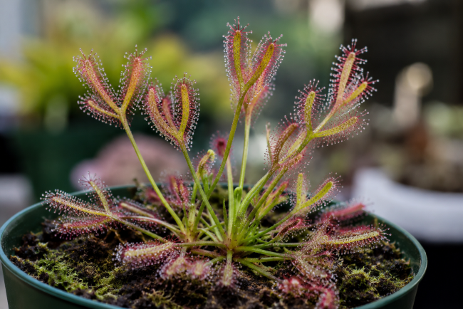 Rośliny owadożerne - uprawa w domu Rosiczka dwudzielna - Drosera binata