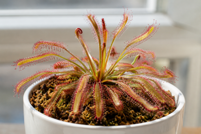 Rośliny owadożerne - uprawa w domu Rosiczka przylądkowa - Drosera capensis
