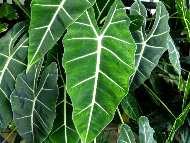 Alokazja, Dinkum - Own work, CC0, commons.wikimedia.org