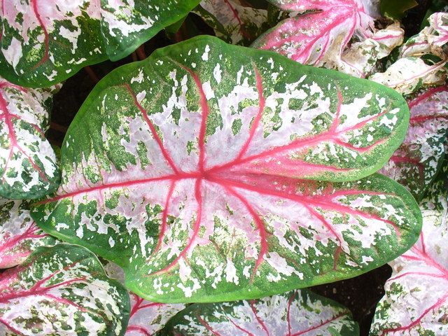 Kaladium dwubarwne - Caladium bicolor, Colin Smith, CC BY-SA 2.0, commons.wikimedia.org