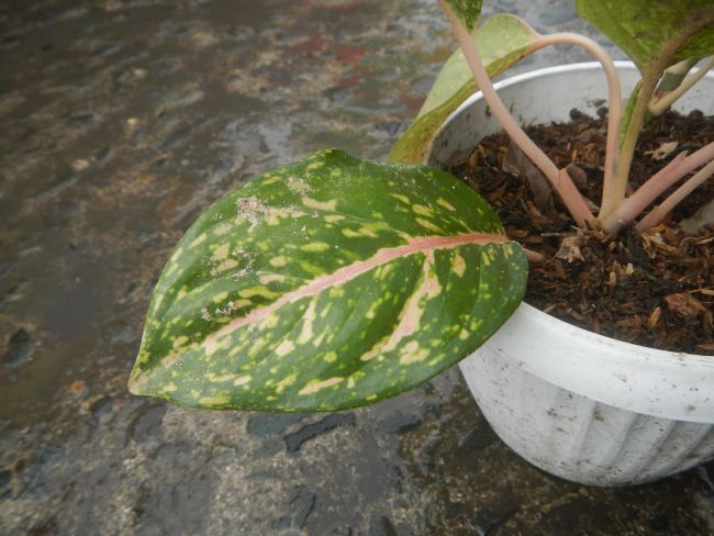 Kaladium dwubarwne - Caladium bicolor, Judgefloro - Own work, CC0, commons.wikimedia.org