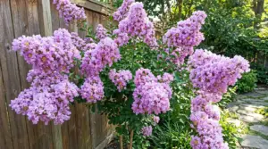 Lagerstroemia_lavender_lace