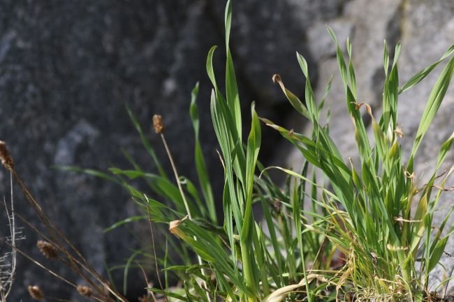 Rokambuł – czosnek serpentynowy – uprawa, sadzenie, zbiór i zastosowanie Rokambuł, czosnek serpentynowy, autor - Arild Omberg, CC BY 4.0, commons.wikimedia.org