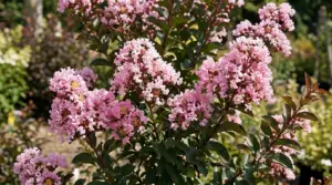 lagerstroemia_shell_pink