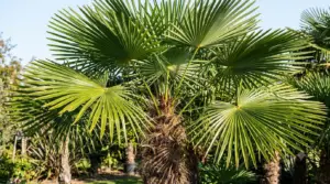 palma_trachycarpus