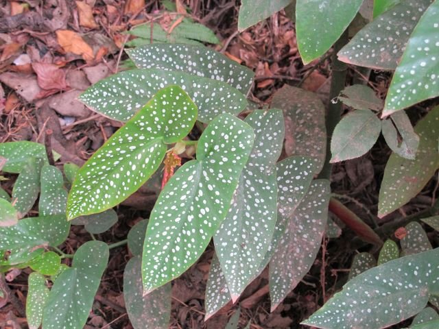 Begonia maculata, begonia plamista, begonia koralowa