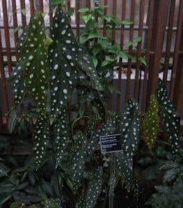 Begonia maculata, begonia plamista, begonia koralowa