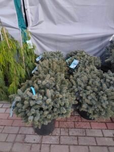 Świerk glauca