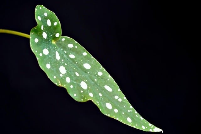 Begonia maculata, begonia plamista, begonia koralowa