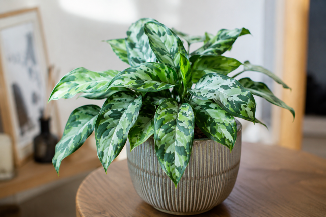 Rośliny doniczkowe o ozdobnych liściach – zachwycająca egzotyka w doniczce Aglaonema pictum 'Tricolor' - Aglaonema pictum 'Tricolor'
