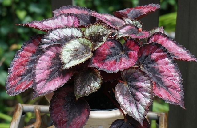 Rośliny doniczkowe o ozdobnych liściach – zachwycająca egzotyka w doniczce Begonia rex, pixabay.com