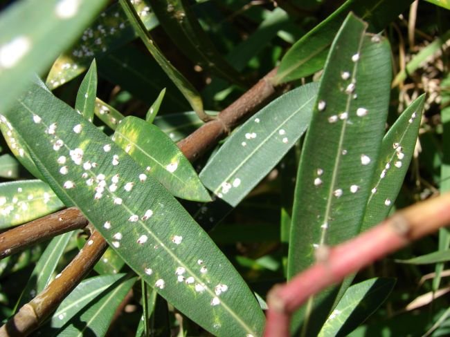 Choroby oleandra – dlaczego liście żółkną i opadają? Choroby oleandra - autor Forest & Kim Starr, CC BY 3.0, commons.wikimedia.org