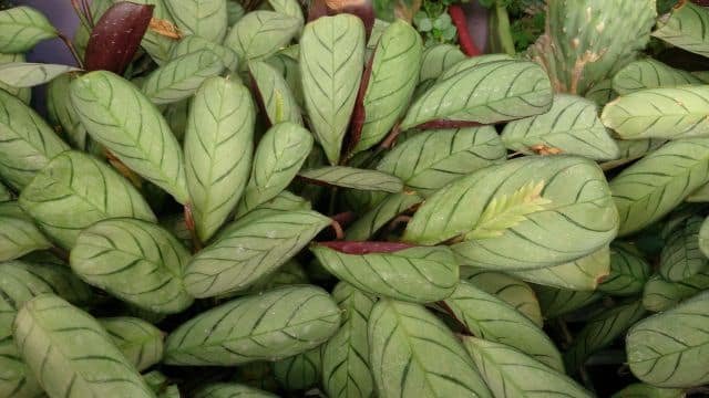 Ctenanthe – uprawa, wilgotność powietrza i problemy z liśćmi Ctenanthe 'Amagris', Mokkie, CC BY-SA 4.0, commons.wikimedia.org