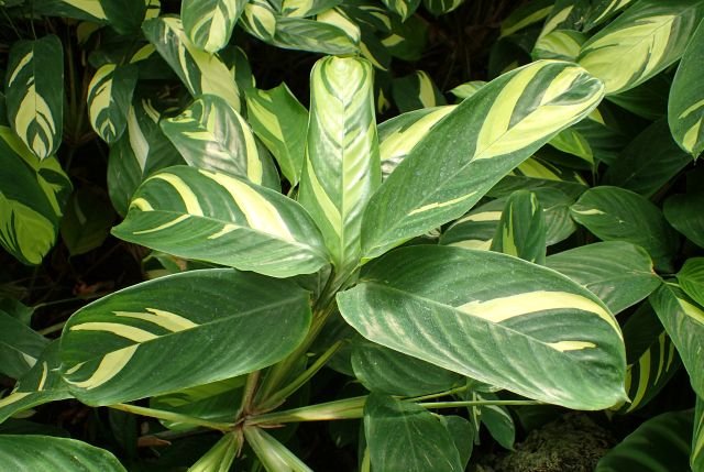 Ctenanthe – uprawa, wilgotność powietrza i problemy z liśćmi Ctenanthe, Krzysztof Ziarnek, CC BY-SA 4.0, commons.wikimedia.org