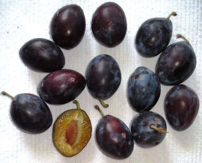 Jak wyhodować śliwkę z pestki? Jak wyhodować śliwkę z pestki - autor Genet, CC BY-SA 3.0, commons.wikimedia.org
