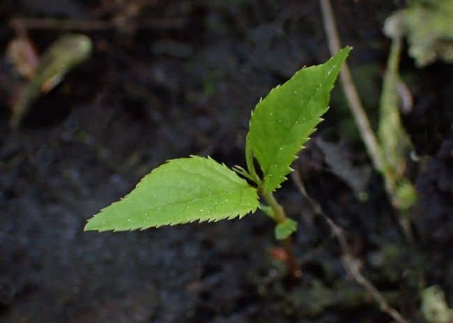 Jak wyhodować śliwkę z pestki? Jak wyhodować śliwkę z pestki - autor Krzysztof Ziarnek, Kenraiz - Own work, CC BY-SA 4.0, commons.wikimedia.org1
