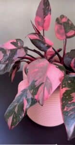 Philodendron Pink Princess, Cmushore, CC0, commons.wikimedia.org