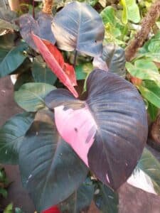 Philodendron Pink Princess, Srikandi73, CC BY-SA 4.0, commons.wikimedia.org