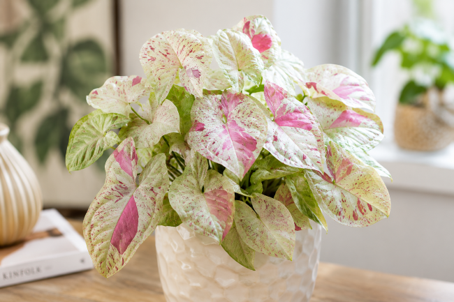 Rośliny doniczkowe o ozdobnych liściach – zachwycająca egzotyka w doniczce Syngonium 'Milk Confetti' - Syngonium podophyllum 'Milk Confetti'