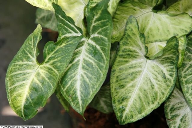 Syngonium 'White Butterfly', David Stang, CC BY-SA 4.0, commons.wikimedia.org