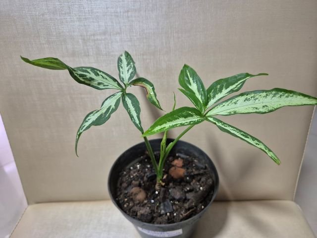 Syngonium angustatum 'Estrela pequena' (mała gwiazda), Aureonatal, CC0, commons.wikimedia.org