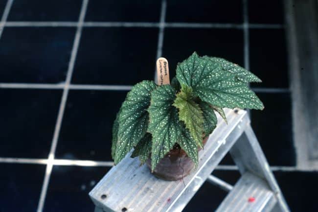 Rośliny doniczkowe o ozdobnych liściach – zachwycająca egzotyka w doniczce Begonia maculata, begonia plamista, begonia koralowa