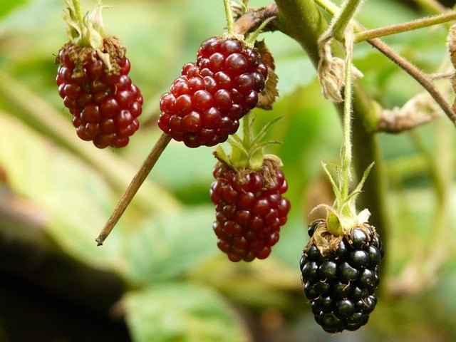 Choroby jeżyny bezkolcowej - pixabay